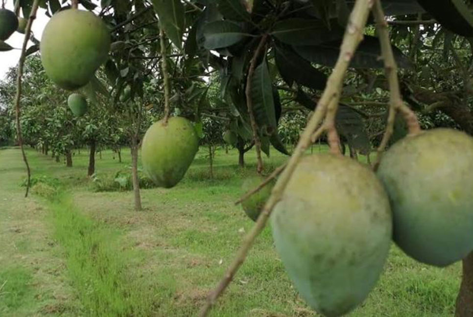 আনুষ্ঠানিকতা ছাড়াই আনুষ্ঠানিক যাত্রা শুরু হাঁড়িভাঙ্গার