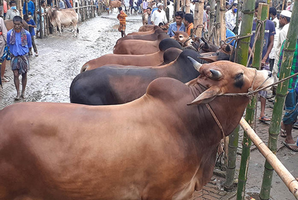 আফতাবনগরে গরুর হাট বসাতে বাধা নেই