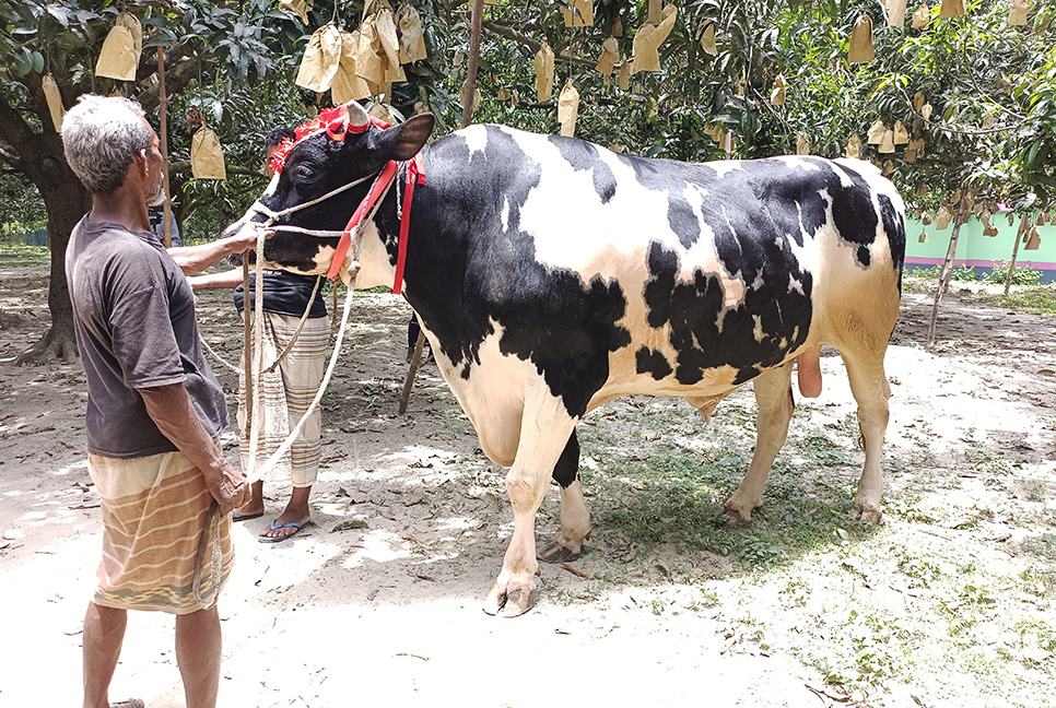 কোরবানির জন্য প্রস্তুত ৩৮ মণের ‌‘রাজাবাবু’