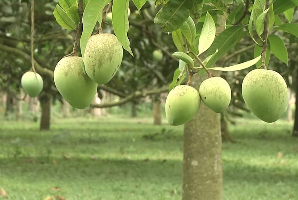 শুধু হাঁড়িভাঙা আম পেড়ে ১৫ হাজার শ্রমিকের জীবিকা