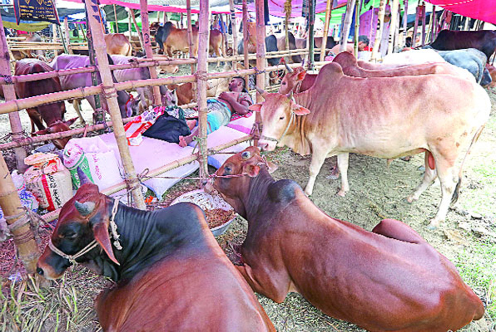 পশুর হাটে ও কোরবানিকালীন স্বাস্থ্যবিধি মেনে চলার ১৯ নির্দেশনা                                     

