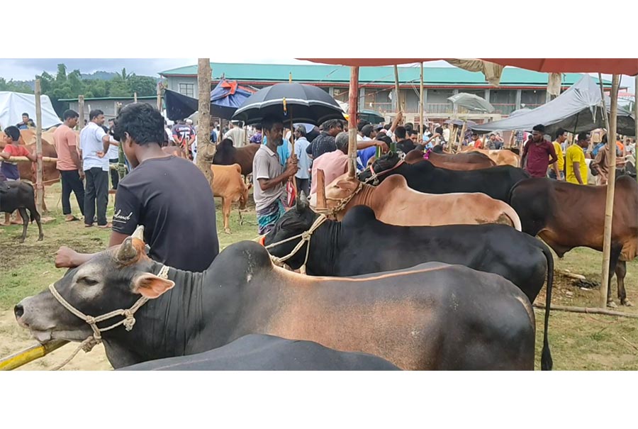 খাগড়াছড়িতে জমে উঠেছে কোরবানির পশুর হাট 