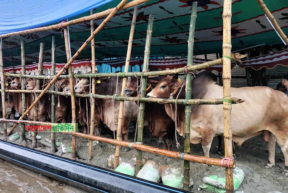 হাটে পর্যাপ্ত গরু, তুলনামূলক ক্রেতা কম