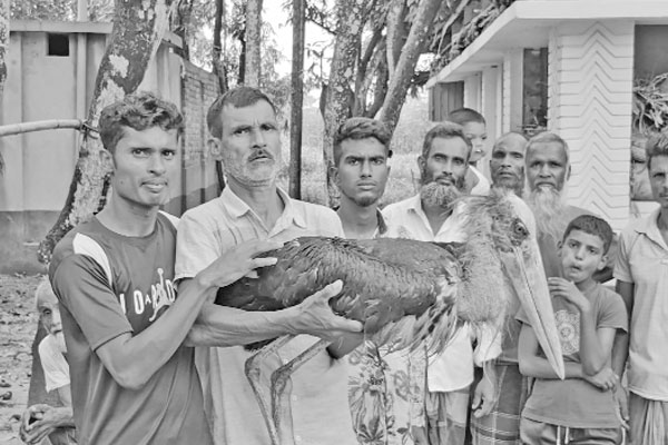 বিরল প্রজাতির মদনটাক পাখি উদ্ধার