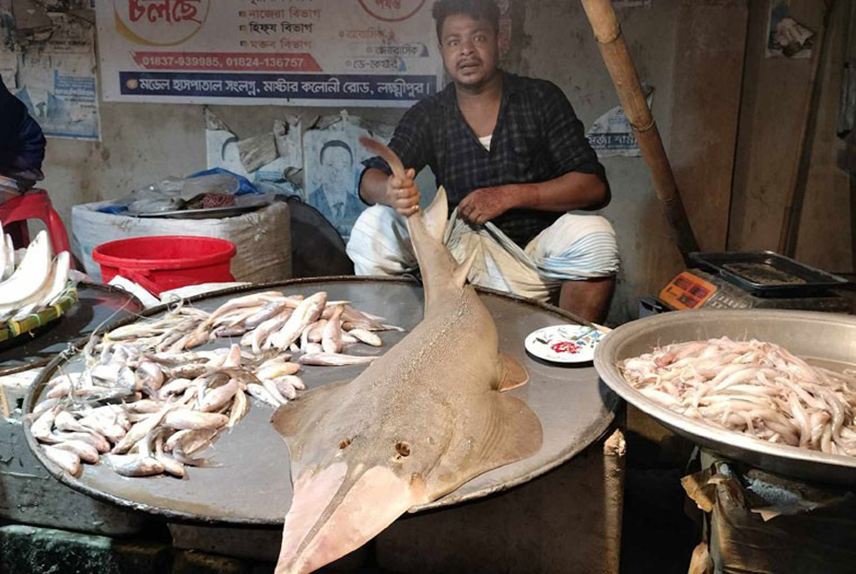 লক্ষ্মীপুরে পাওয়া গেল বিপন্নপ্রায় গিটার ফিশ