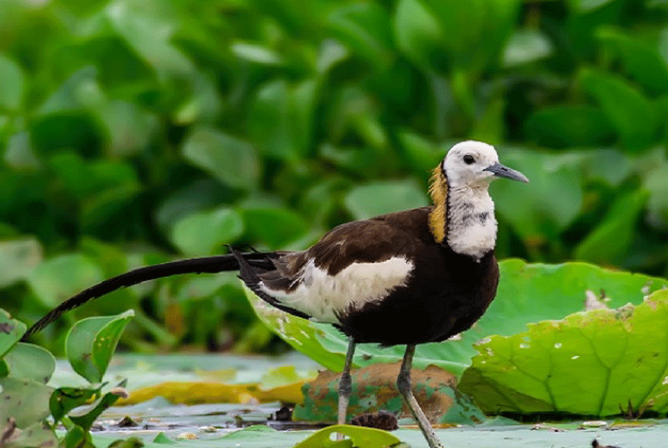 প্রেমের পাখি জলময়ূরী