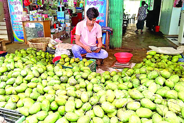 পাহাড়ে আমের বাম্পার ফলন