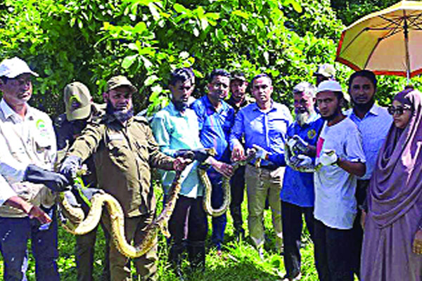 ২৬ অজগর মুক্ত হলো চুনতি অভয়ারণ্যে