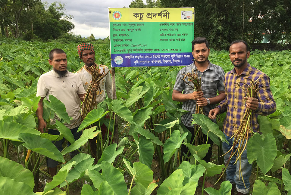 অনাবাদি জমিতে কচু চাষে সফল লুৎফুর রহমান