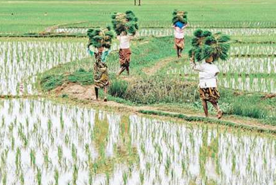 চাষের আওতায় আসছে শাবিপ্রবি'র ১১২ একর জমি

