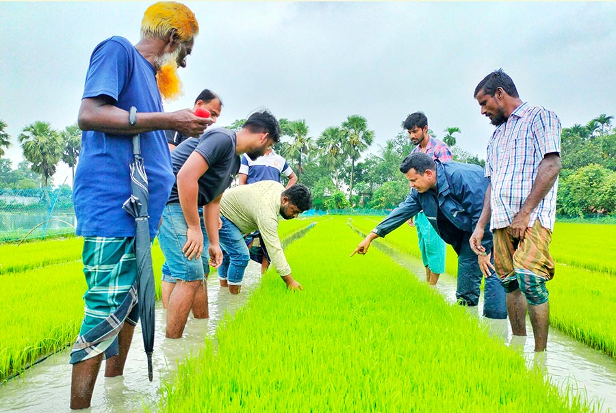 আমনেও সবুজে হাসবে ২০০ একর মাঠ