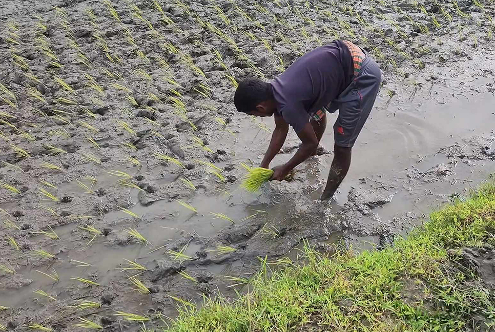 নেই পর্যাপ্ত পানি, আমন আবাদ নিয়ে শঙ্কা