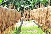 রংপুর অঞ্চলে কৃষকের ঘরে আসবে হাজার কোটি টাকা