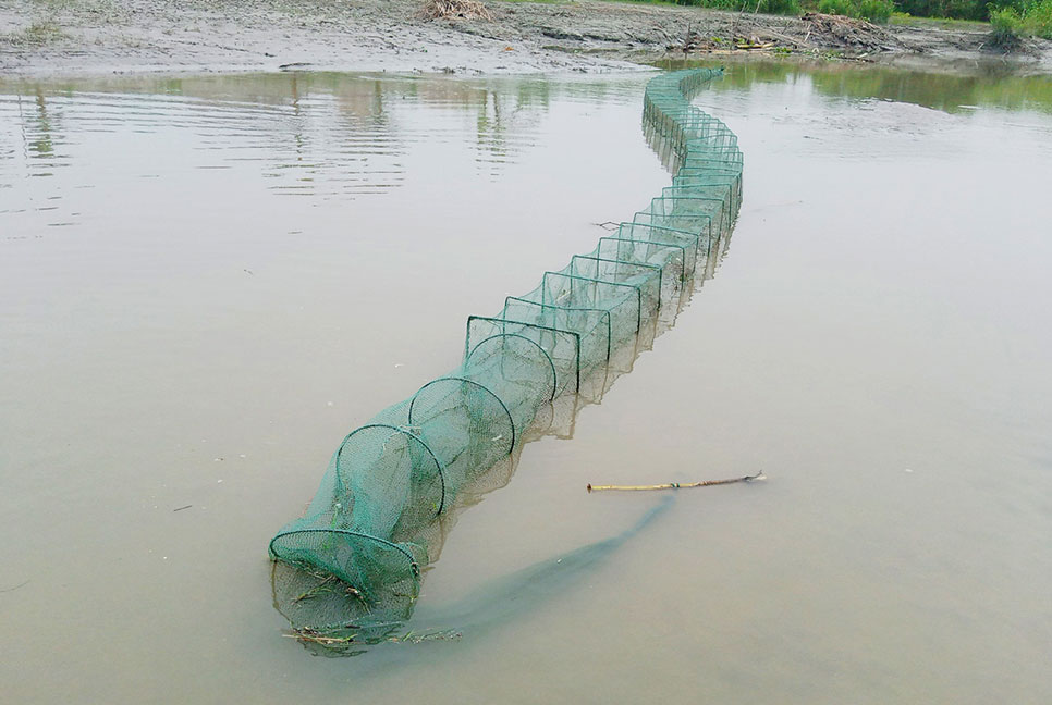 চায়না দুয়ারি জালের দাপটে সঙ্কটে দেশীয় মাছ