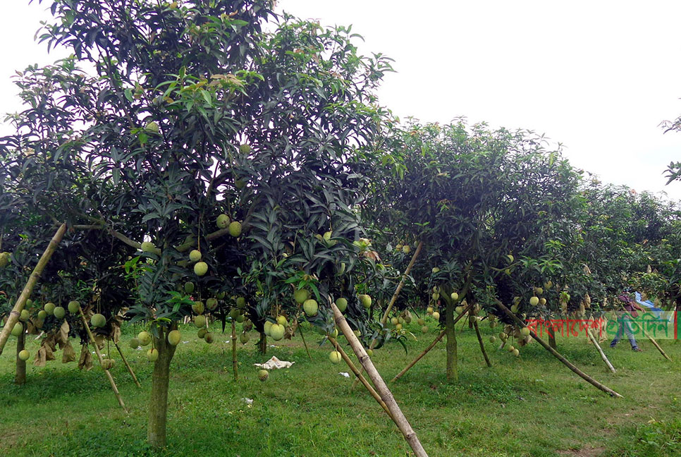 রপ্তানির অপেক্ষায় দিনাজপুরের গৌরমতি আম