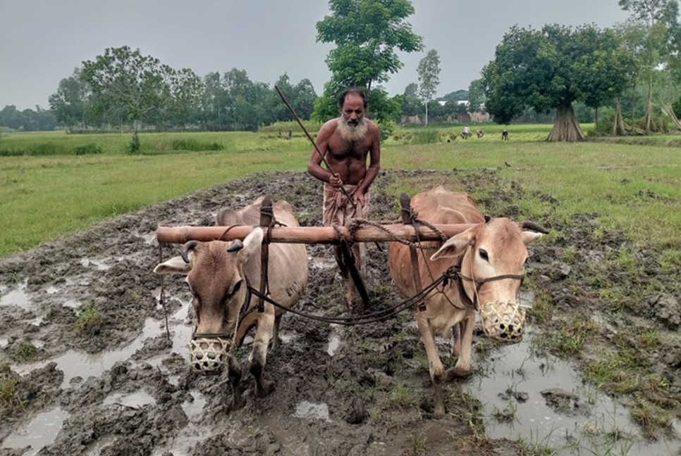 বৃষ্টিতে স্বস্তি, বীজতলায় ব্যস্ত সময় পার করছেন কৃষক