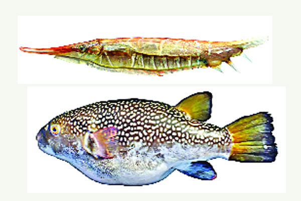 ৪৭৩ প্রজাতির মাছ রয়েছে বঙ্গোপসাগরে
