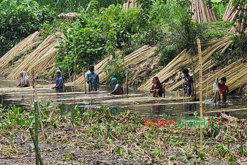 পাটের বাজারে দরপতন, হতাশ পাবনার চাষিরা