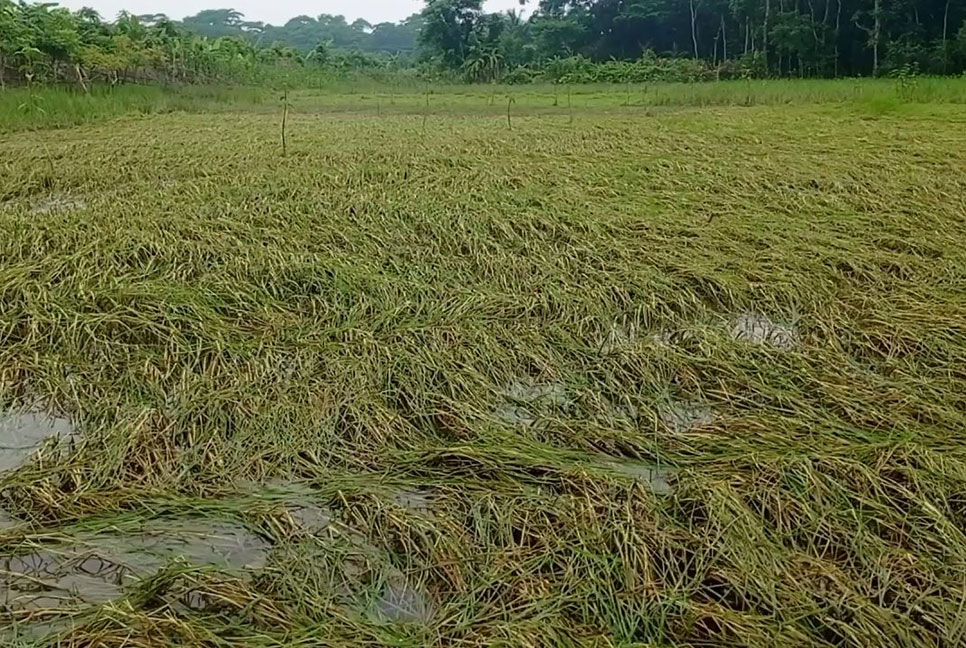 ঝালকাঠিতে জলাবদ্ধতায় পঁচে গেছে রোপা আমন, বীজতলা