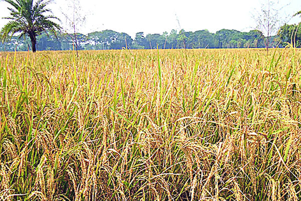 ৫২ বছরে নতুন ১১৩ ধান