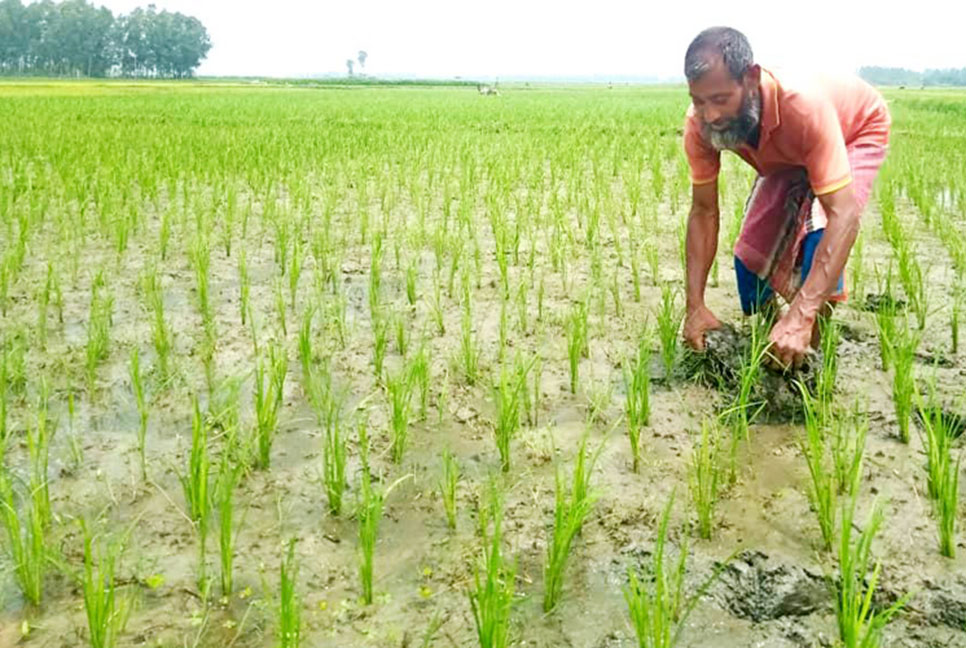 সবুজ পাতায় বাতাসে দুলছে কৃষকের স্বপ্ন