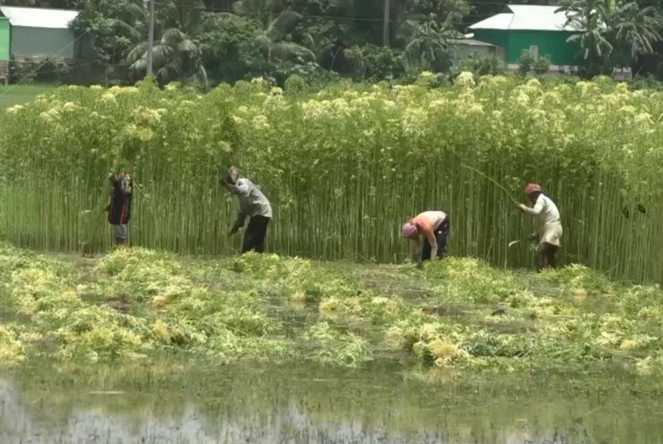 টাঙ্গাইলে পাটের বাম্পার ফলন