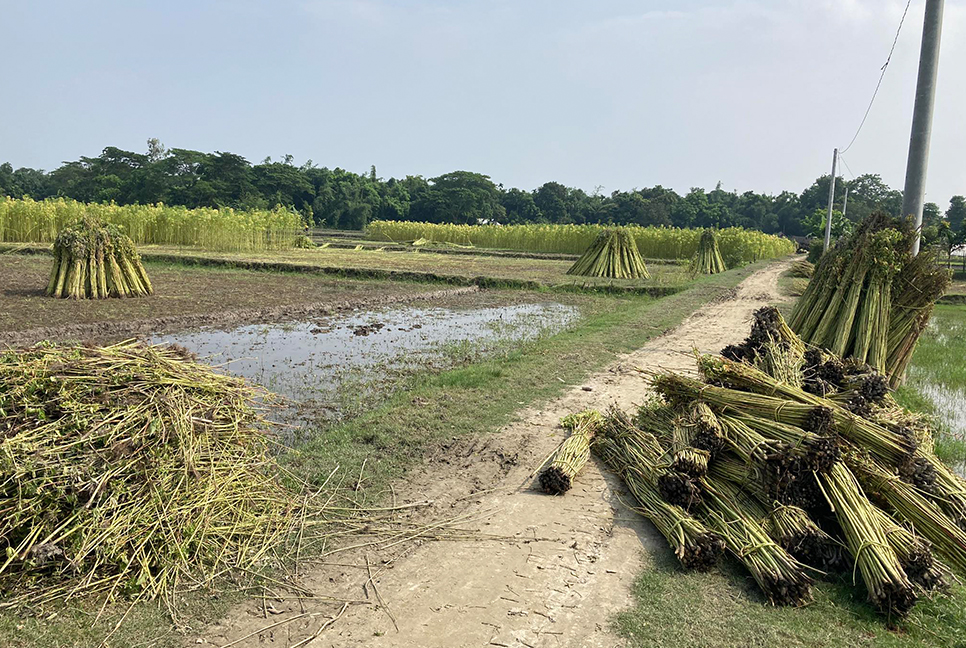 নেত্রকোনায় কমে যাচ্ছে পাটের আবাদ