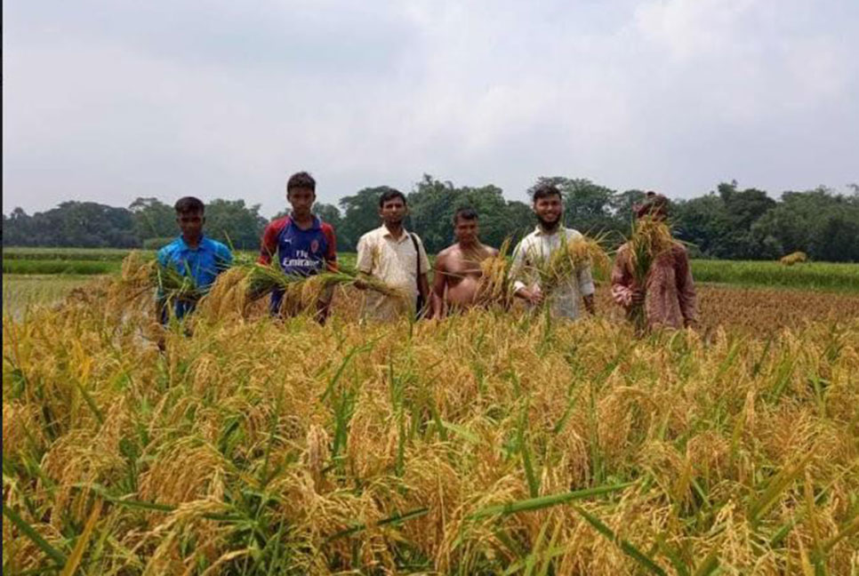 কুমিল্লায় নতুন জাতের ধানের ফলনে খুশি কৃষক