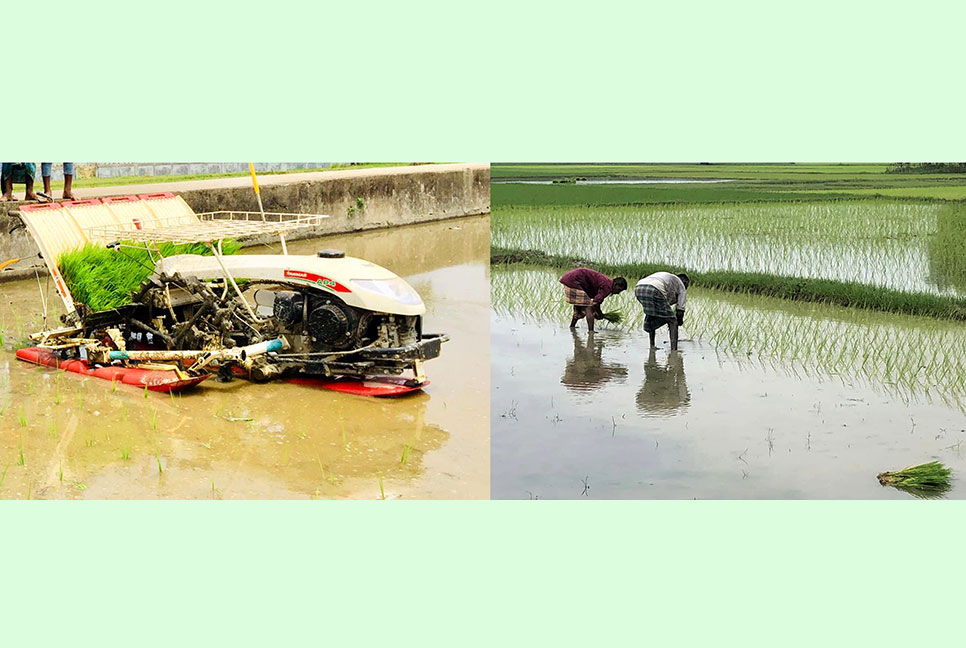 বিশ্বনাথে রোপা আমন আবাদে ব্যস্ত চাষি