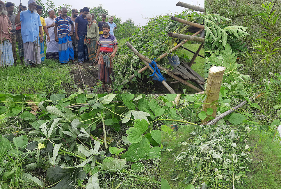 কেটে ফেলা হল ‍কৃষকদের সবজির ক্ষেত, সমঝোতার আশ্বাস