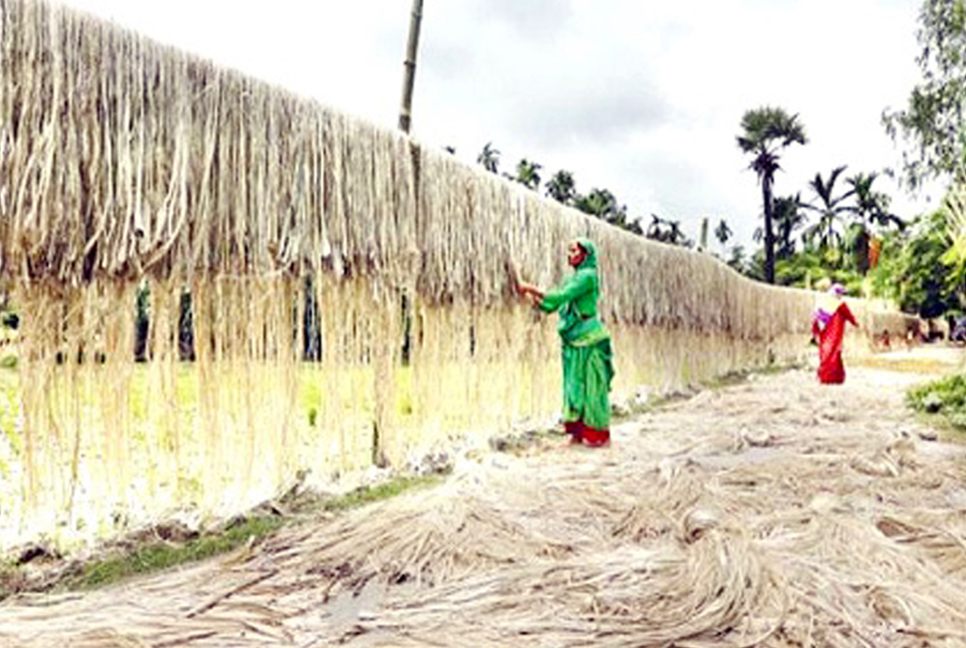 ফলন ভাল হলেও পাটের দাম কম, শঙ্কায় চাষিরা