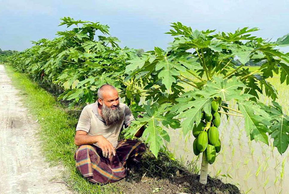 পতিত জমিতে পেঁপে চাষে বাজিমাত