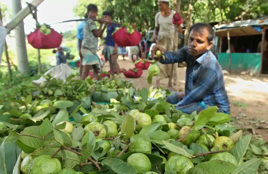 মধ্যপ্রাচ্যে পাড়ি জমাচ্ছে চন্দনাইশের পেয়ারা  