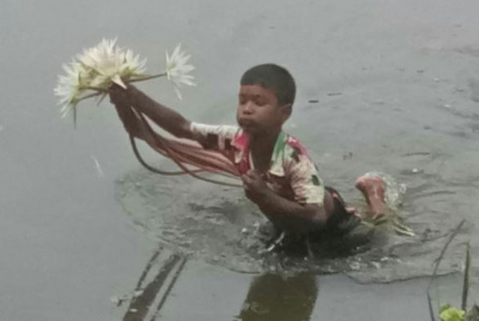 রংপুর অঞ্চল থেকে হারিয়ে যেতে বসছে শাপলা ফুল