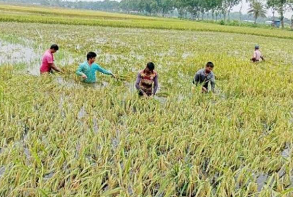 বন্যায় ক্ষতিগ্রস্ত লক্ষাধিক কৃষক, সহায়তা পেলেন ৮ হাজার