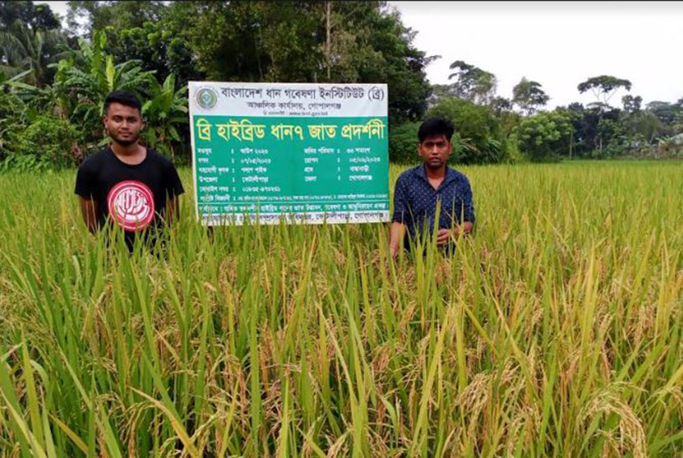 গোপালগঞ্জসহ তিন জেলায় ব্রি-৭ ধানের বাম্পার ফলন 