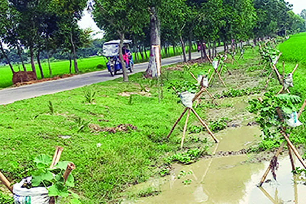 রাস্তার পাশে পরিত্যক্ত জমিতে মাচায় সবজি চাষ