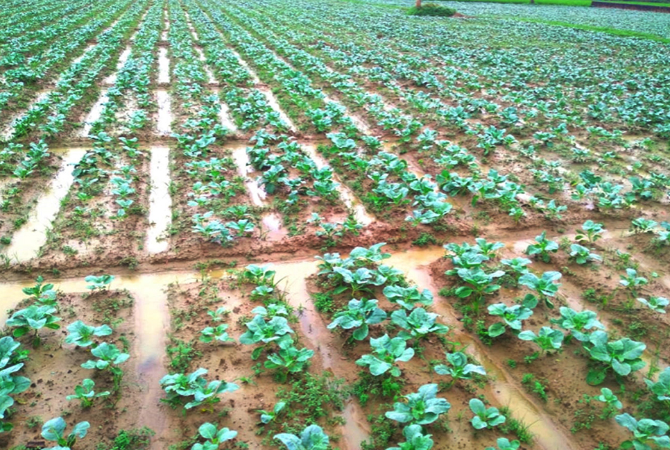 টানা বর্ষণে আগাম শীতকালীন সবজির ক্ষতির শঙ্কা