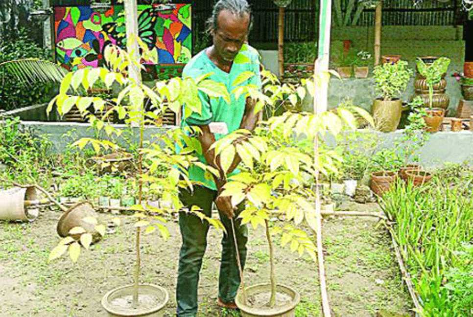 ১০ বছরের চেষ্টায় তৈরি হলো পারুল গাছের চারা