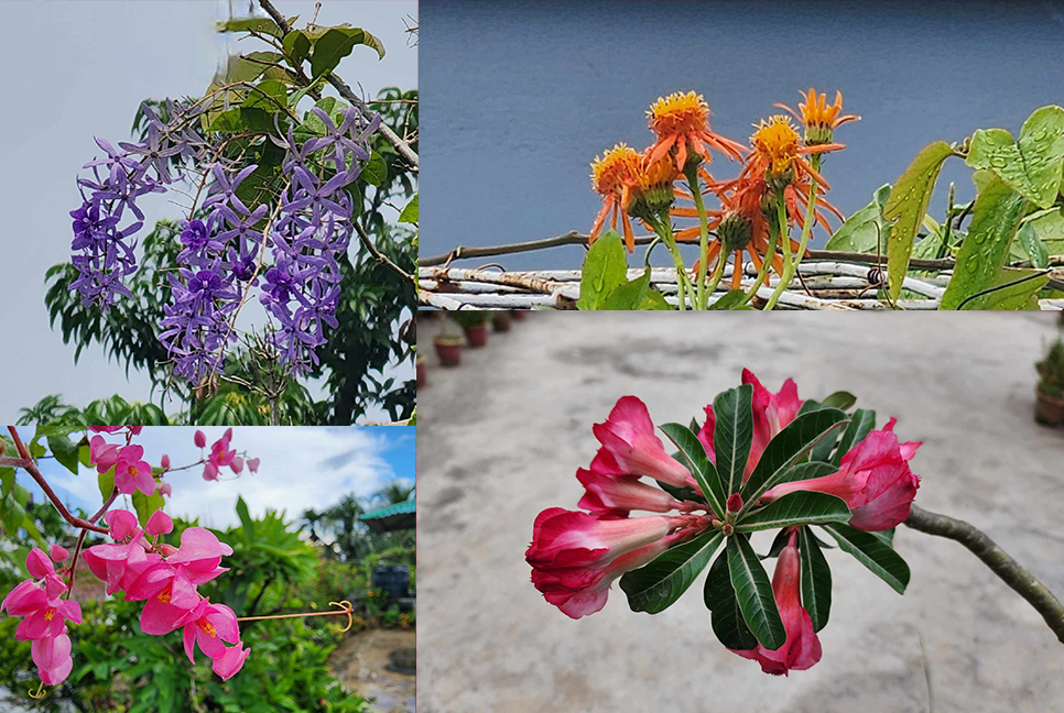 রঙীন দুর্লভ ফুলের বাস যেখানে