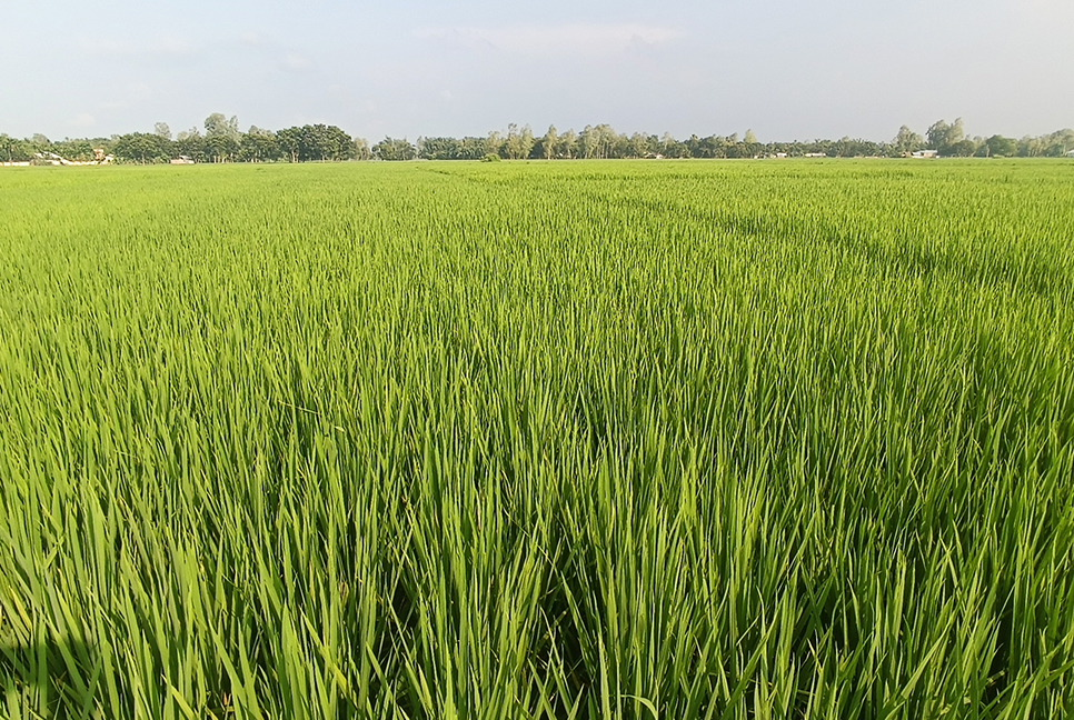 আমনে স্বপ্ন বুনছেন কৃষক 