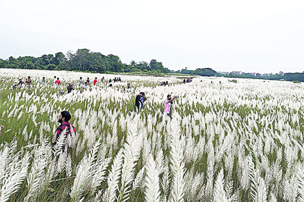 শুভ্রতা ছড়াচ্ছে কাশফুল