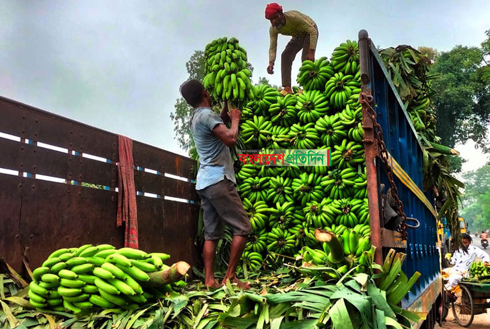 কলা চাষে আগ্রহ বাড়ছে কৃষকের