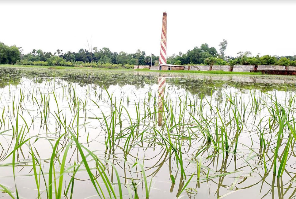 যমুনায় ফের পানি বৃদ্ধি, তলিয়ে গেছে ফসল