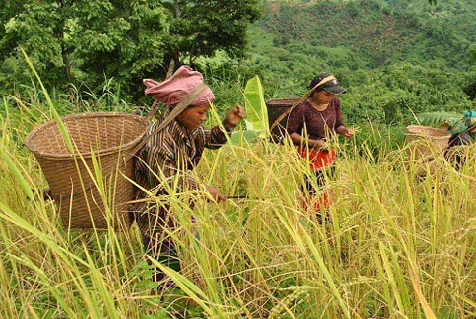 জুম চাষে এবার ফলন বিপর্যয়