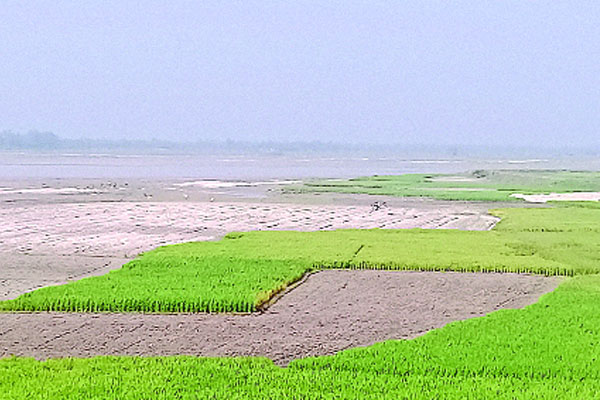 তিস্তার চরে চাষাবাদের ধুম