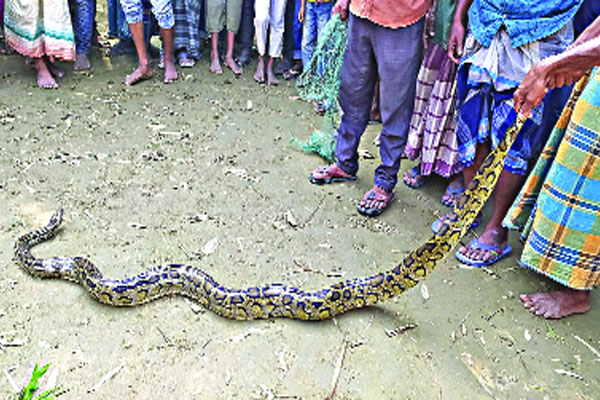 ধান খেতে অজগর