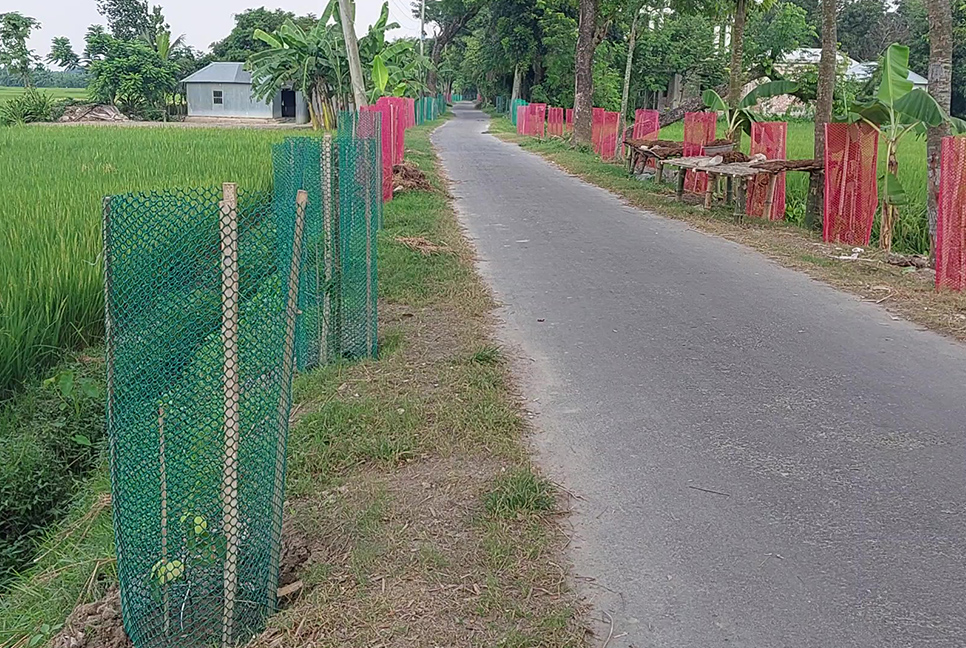 আমদানি নির্ভরতা কমাতে কুষ্টিয়ায় মসলার গ্রাম 