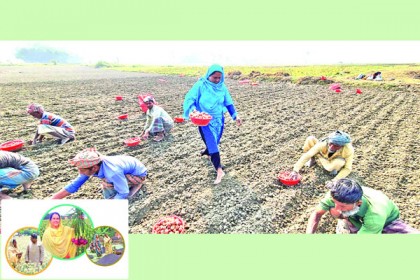 কৃষিতে নারীদের অনুপ্রেরণা সাহিদা