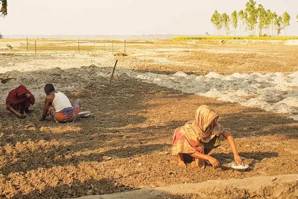 তিস্তার চরে সস্তায় আবাদ